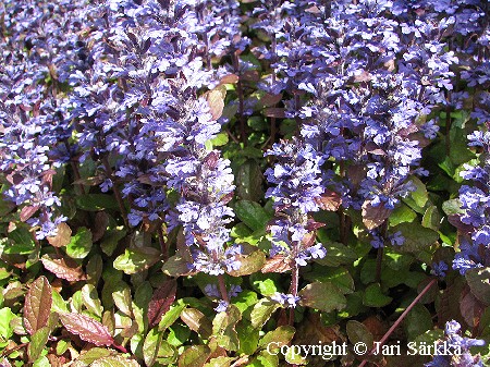 Ajuga reptans 'Atropurpurea'